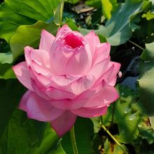 ɻźNۼtͺɻNõtNɏźɫu׃