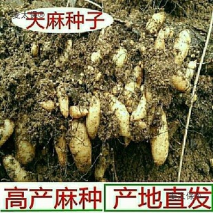 ��Nֲ��N��Ұ�����黨��0���N���r�F�ڸ߮a�҃�������N��̫��