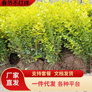 һ�����l���~ŮؑС���ɫ��ľ�ļ�����ͥԺС�^�����G�����ܽ��~