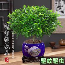 �������ľ���Կ������ڰ칫����ֲ�辰����ͥԺֲ�ﾫ��������ɫ