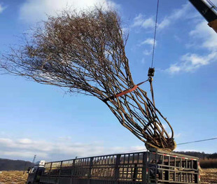 �|�������Թ���������l�� ���̾G���� Ʒ�N�Rȫ3-8�׸߲�l��