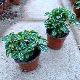 耐阴耐湿绿植观叶盆栽四季常青花卉白雪草冷水花办公室内桌面植物