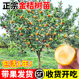 Rongan crisp kumquat tree seedlings four seasons Guangxi crisp edible fruit tree orange tree potted balcony fruit seedlings