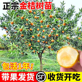 融安脆蜜金桔树树苗四季广西脆皮可食用果树橘子树盆栽阳台水果苗