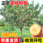 融安脆蜜金桔树树苗四季广西脆皮可食用果树橘子树盆栽阳台水果苗