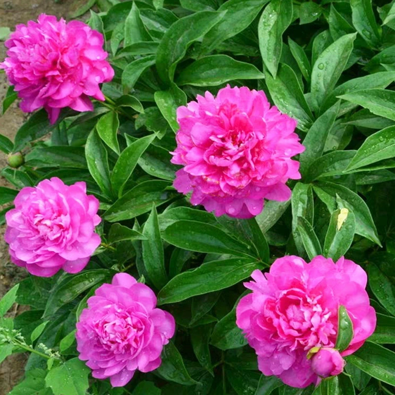 Оптовая озеленение двора саженцы пиона саженцы цветов двойного пиона декоративный пион с бутонами корневого блока саженцы большое количество скидка