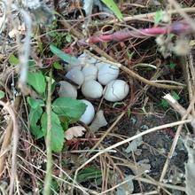 ɢ�B�Լ��r�����u��С���ЋD���r���u�����u���������u�����l