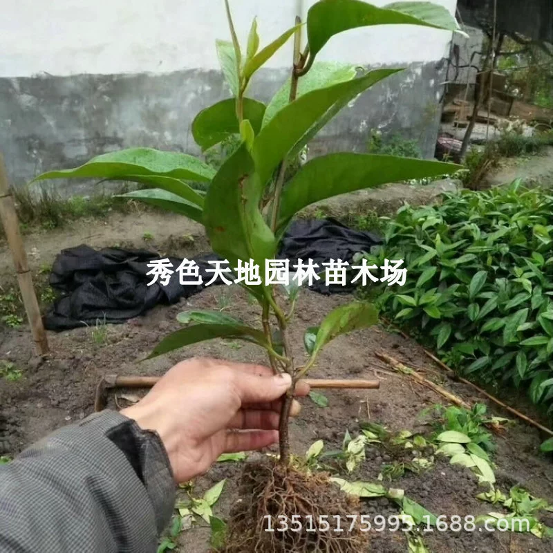 Новый сорт черных саженцев фруктов тигра, саженцы фруктов Boffina, саженцы долговечных фруктов, саженцы странных фруктов, вьющиеся растения, поставляемые с почвой.