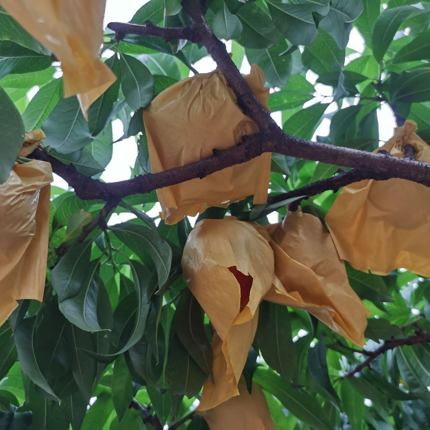 bf49148fa534a0f9e9b2de6f5859c4