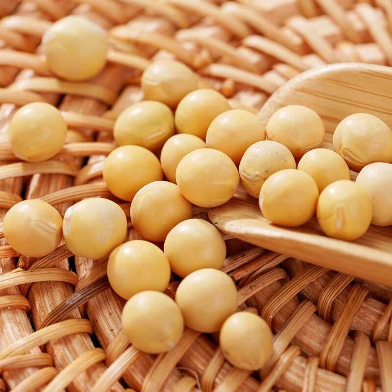 东北黑龙江优质新货黄豆非转基因打豆浆笨黄豆多规格可选|undefined