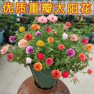 Double-Flowered Sunflower Seeds Bloom in All Seasons. Seeds Are Sown. Novice Simple Potted Plants Bloom Continuously