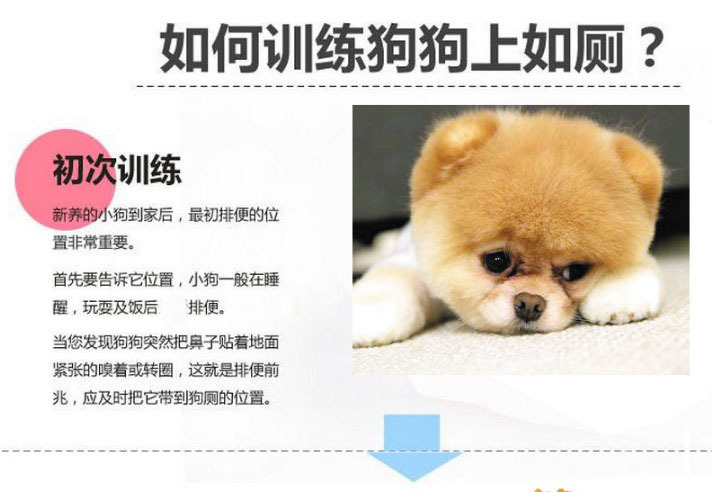 狗厕所平板大号网格厕所尿盆狗狗便盆宠物用品批发厂家外贸批发详情19