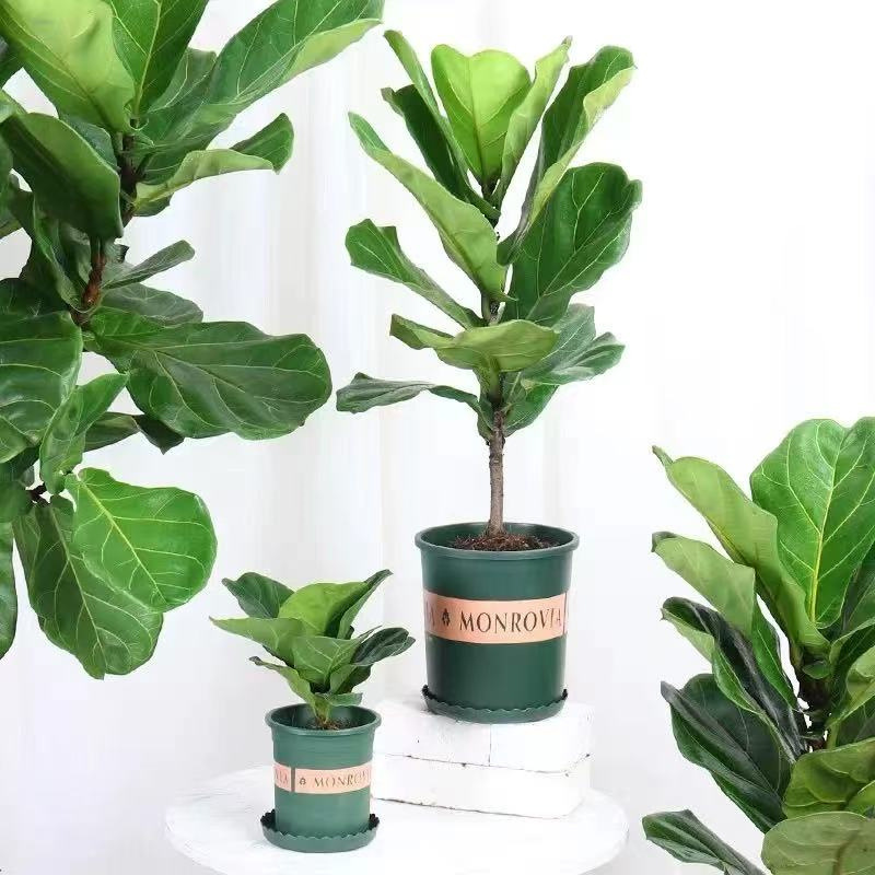 Plantas verdes en maceta de interiores, sala de estar, oficina, plantas de hojas grandes que absorben formaldehído, flores verdes que absorben formaldehído, plantas en maceta