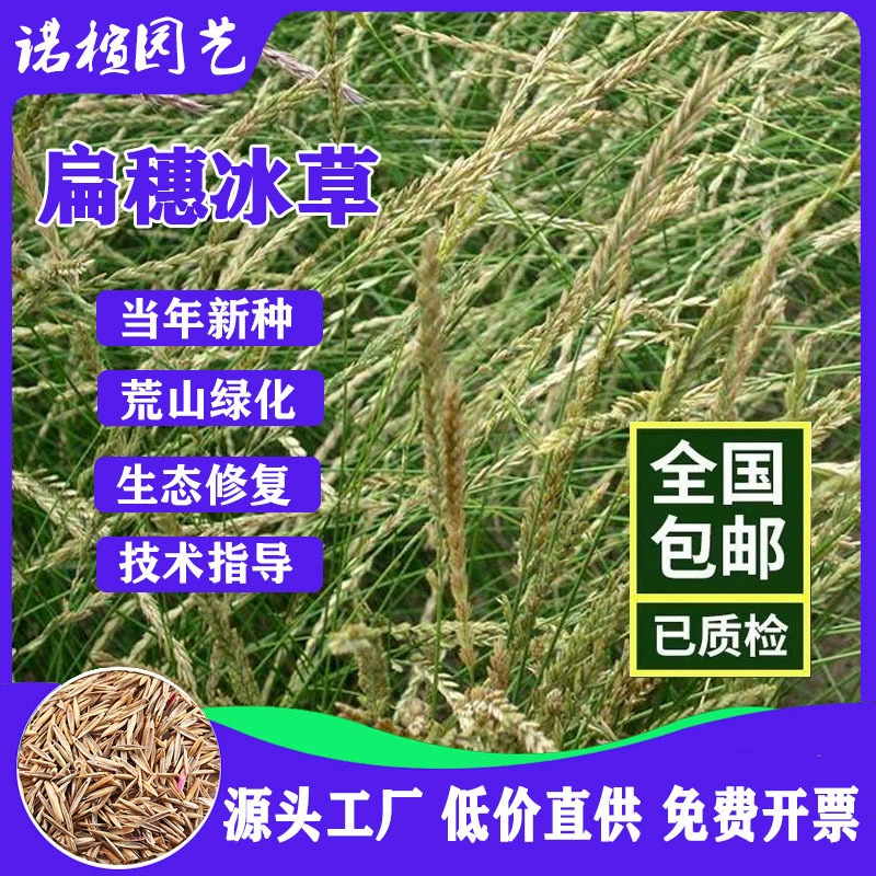 Оптовые плоские шипованные семена ледяной травы, высокие семена ледяной травы, семена пустынной ледяной травы, монгольские семена ледяной травы, тонкие семена ледяной травы.