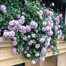 һ��������ɫ��ɳ��ʯ�ٱ��¼�����ǽǾޱ��Ũ���ļ�ͥԺ����ֲ��