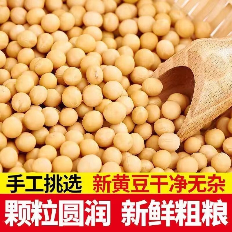 东北黑龙江优质新货黄豆非转基因打豆浆笨黄豆多规格可选|undefined