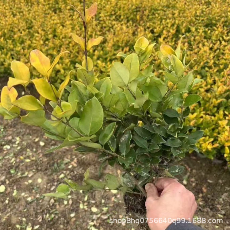 金森女贞1大杯_副本