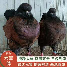 肉鸽养殖摩登那鸽新疆圆环鸽价格一对正宗元宝鸽种鸽报价