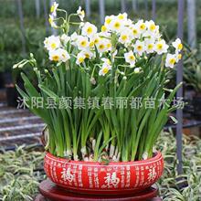 跨境水仙花种球水培盆栽单瓣重瓣绿植洋水仙种球土培水培当年开花