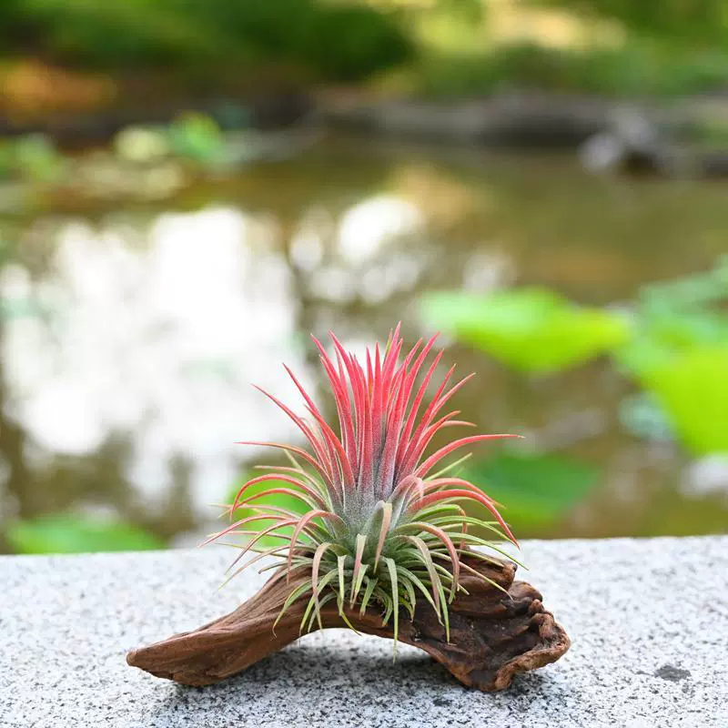 Воздушный ананас, беспочвенное ленивое растение, очистка воздуха в помещении, поглощение формальдегида, настольные ландшафтные украшения, легко выживать