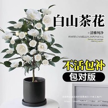 ɽ軨Ԏ|ɫɽ軨ļ҃Ȼ̨B