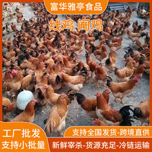 正宗农家散养线鸡阉鸡鸡肉新鲜现宰现发土鸡酒楼饭店餐厅食材批发