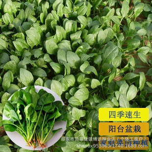 ���y�ϲ��˷N�Ӽt�����~�����ͺ��͟��Խ����@�׷Nֲ�׹����߲�