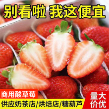 云南四季草莓新鲜商用10斤整箱孕妇水果糖葫芦奶茶蛋糕烘焙店发批