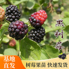 ��ݮ��ݮ������{���ͺ����B���Ժ�ݮ����ͥԺ¶ֲ̨�︲������