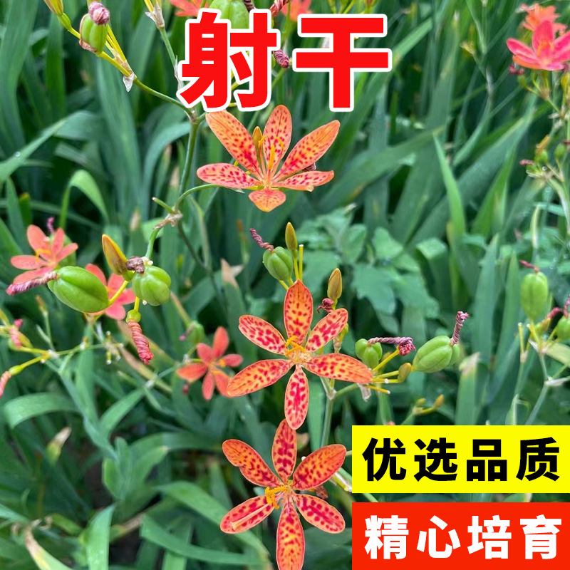 射干种籽散装国产中药材射干种子春季秋季简单种植观花盆栽苗