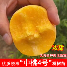 果树蟠桃树苗金秋红蜜桃苗晚熟水蜜桃子树苗南北方种植盆栽地栽