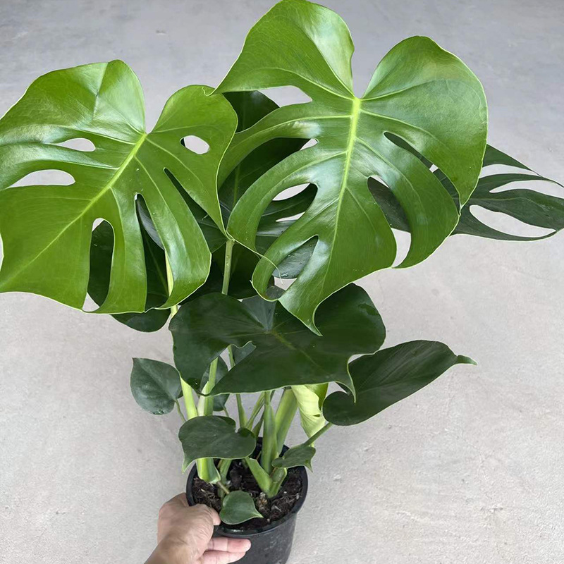 Monstera Large Potted Green Plant Indoor Living Room Office Fresh Air Evergreen Large Leaf Plant
