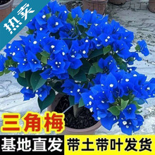 ����÷�ذ�����ͺ������՚��̨�Gֲ��ɫ�_���Ϙ��羳