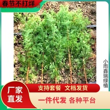 一件代发水杉树苗地栽绿化树苗木鱼缸水培植物耐寒耐涝风景树苗庭