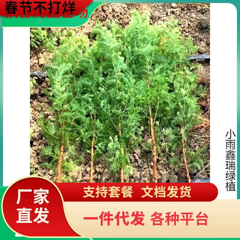 一件代发水杉树苗地栽绿化树苗木鱼缸水培植物耐寒耐涝风景树苗庭