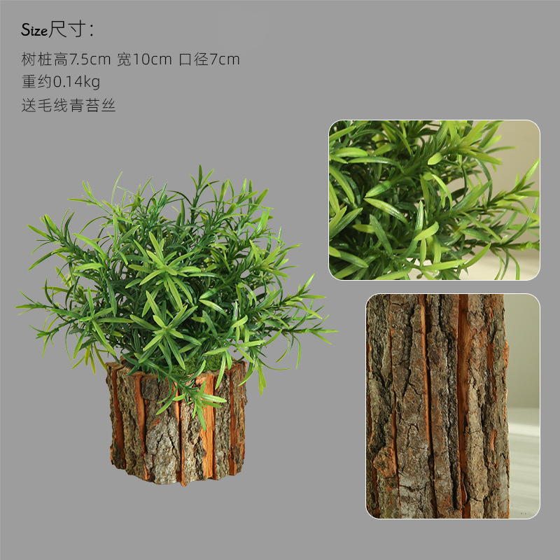 나무껍질 화분 - 높이 7.5cm, 작은 아스파라거스 조합