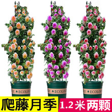 �����¼��Nޱ����󻨝���ͥԺ�ٱ�����ֲ���̨����õ�������ļ�