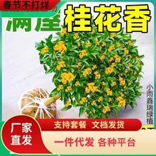 һ�����l�𻨘����ļ������Կ�ʳ���_�������҃��̨ͥԺ�����ͻ�