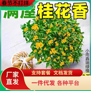 һ�����l�𻨘����ļ������Կ�ʳ���_������ͥԺ�����ͻ�������