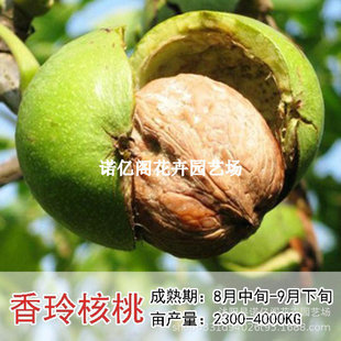 ��Ƥ������������Ҙ���޽�ͥԺ���������Ϸ������Nֲ����Y����