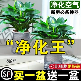 盆栽;种子;园林果树