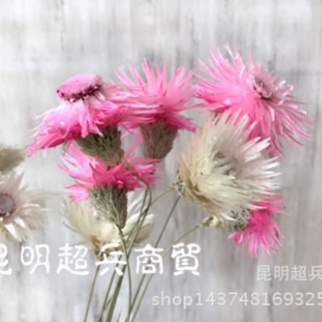 Flor seca Loto de nieve seca Lotus de nieve mini ramo con flor hogar arreglo de flores combinación flor seca