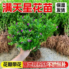 种子;草种子;盆栽