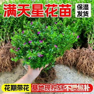 满天星花苗鲜花多季开花好养易活带花苞发货观花植物阳台花卉盆栽