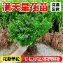 植物开花盆栽观花花苗