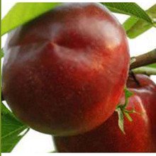 �������l�Ҙ��� ��t���Ә��� �ϱ��Nֲˮ����ë���S���Ҙ���