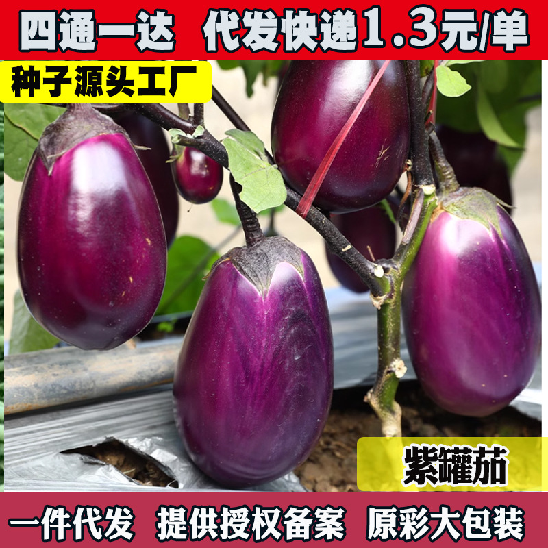 特大牛心茄种子罐茄种籽紫把紫黑色茄子四季蔬菜庭院阳台