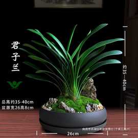 君子兰盆栽兰花室内花卉植物好养活玄关摆件客厅旺宅绿植盆景