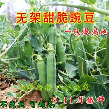 �߮a�o���㶹�N���������㶹���U�㶹���ඹ�߲˷N�Ӳ˷N�ѻ�����