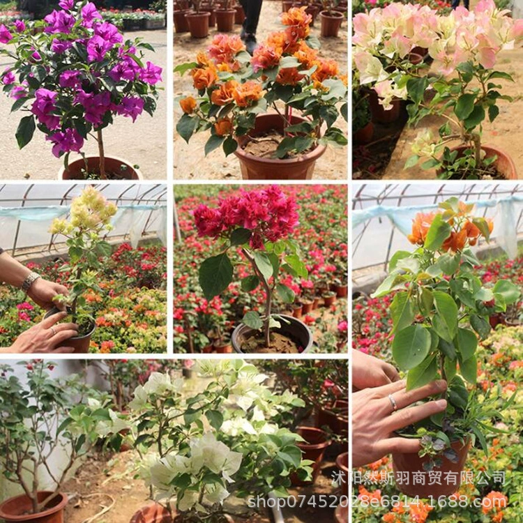 2 бугенвиллеи в горшках вьющиеся саженцы цветут за четыре сезона, легко выращиваются и живут в помещении Цветочные растения